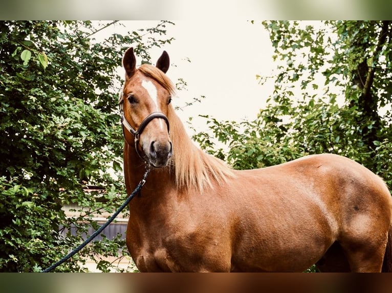 Freiberg / Franches Montagnes Castrone 4 Anni 153 cm Sauro in Behrendorf