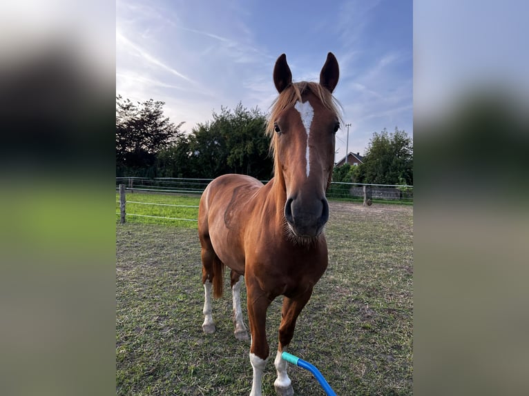 Freiberg / Franches Montagnes Castrone 4 Anni 153 cm Sauro in Behrendorf