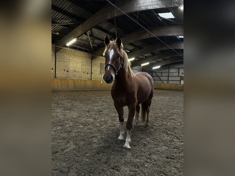 Freiberg / Franches Montagnes Castrone 4 Anni 153 cm Sauro in Behrendorf