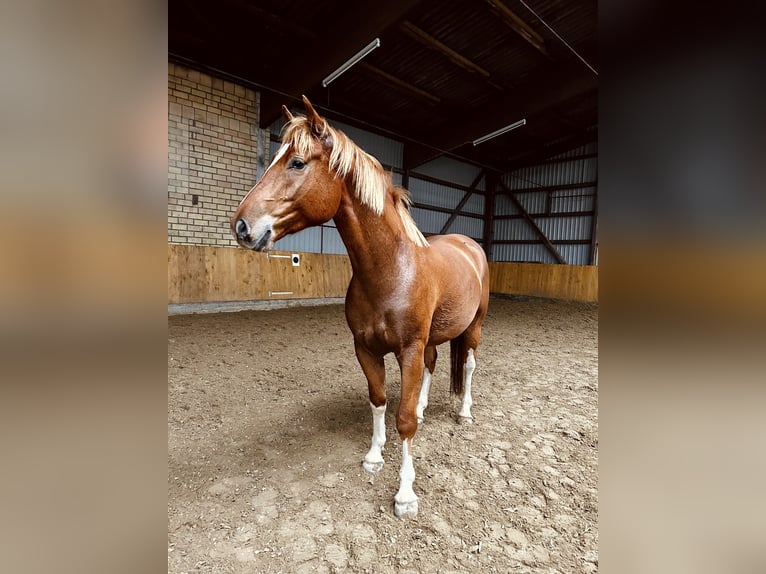 Freiberg / Franches Montagnes Castrone 4 Anni 153 cm Sauro in Behrendorf