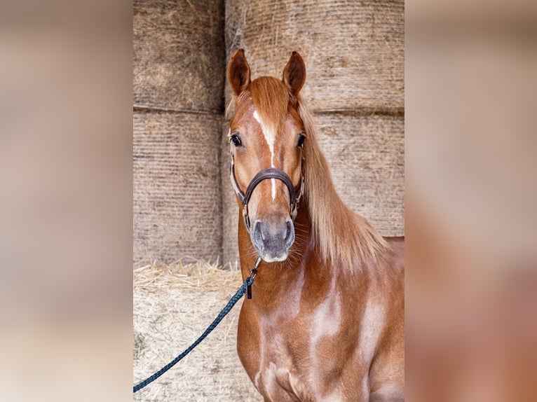 Freiberg / Franches Montagnes Castrone 4 Anni 153 cm Sauro in Behrendorf