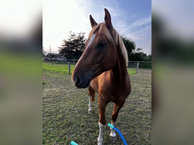 Freiberg / Franches Montagnes Castrone 4 Anni 153 cm Sauro in Behrendorf