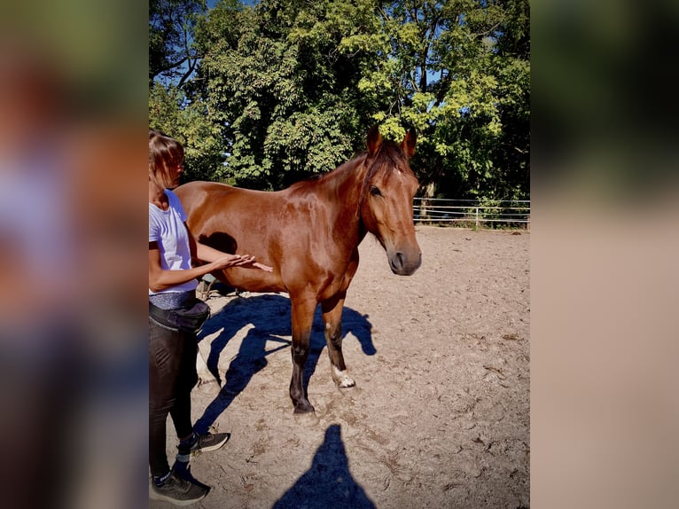 Freiberg / Franches Montagnes Castrone 4 Anni 156 cm Baio in Burgwedel