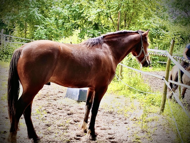 Freiberg / Franches Montagnes Castrone 4 Anni 156 cm Baio in Burgwedel