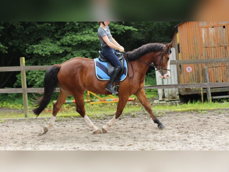 Freiberg / Franches Montagnes Castrone 4 Anni 156 cm Baio scuro in Kerns