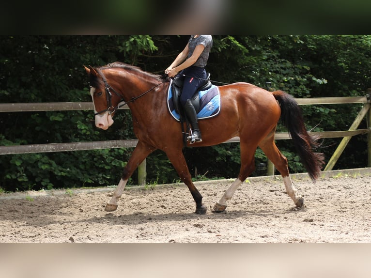 Freiberg / Franches Montagnes Castrone 4 Anni 156 cm Baio scuro in Kerns