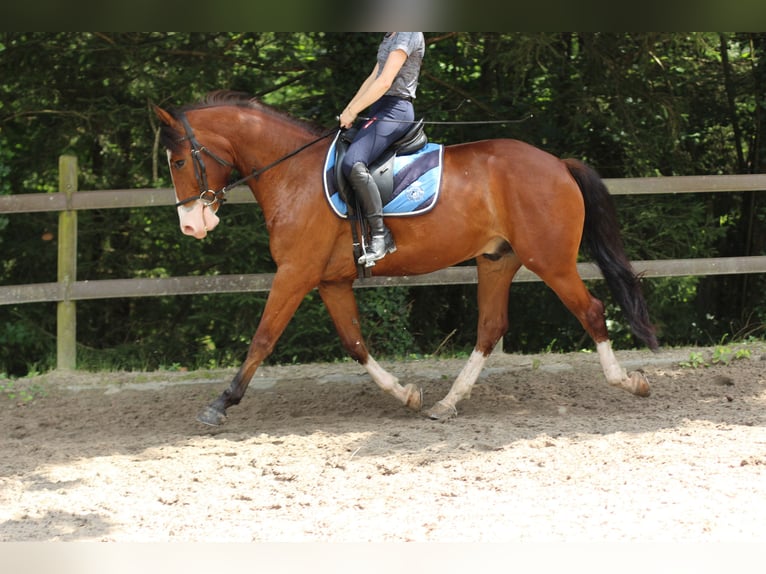 Freiberg / Franches Montagnes Castrone 4 Anni 156 cm Baio scuro in Kerns