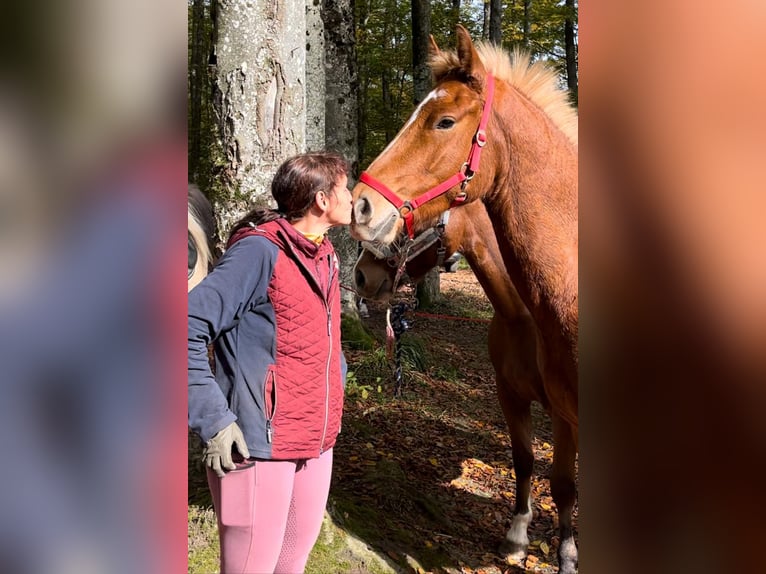 Freiberg / Franches Montagnes Castrone 4 Anni 158 cm Baio in Rümmingen