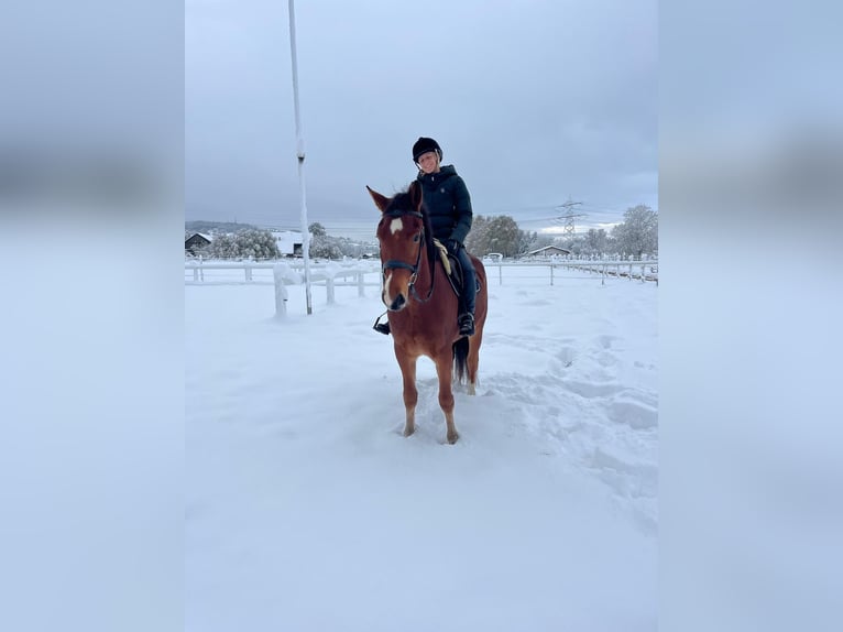 Freiberg / Franches Montagnes Castrone 4 Anni 158 cm Baio in Rümmingen