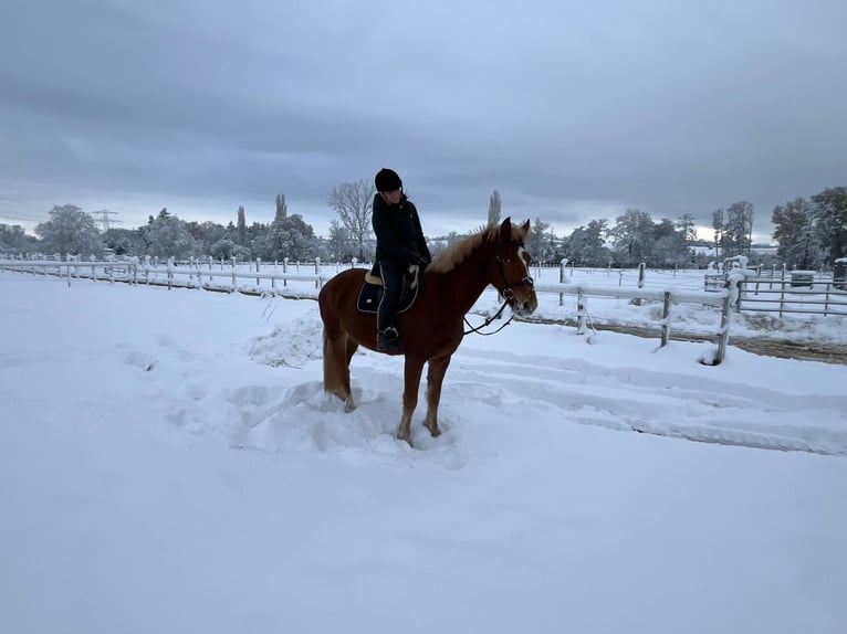 Freiberg / Franches Montagnes Castrone 4 Anni 158 cm Baio in Rümmingen