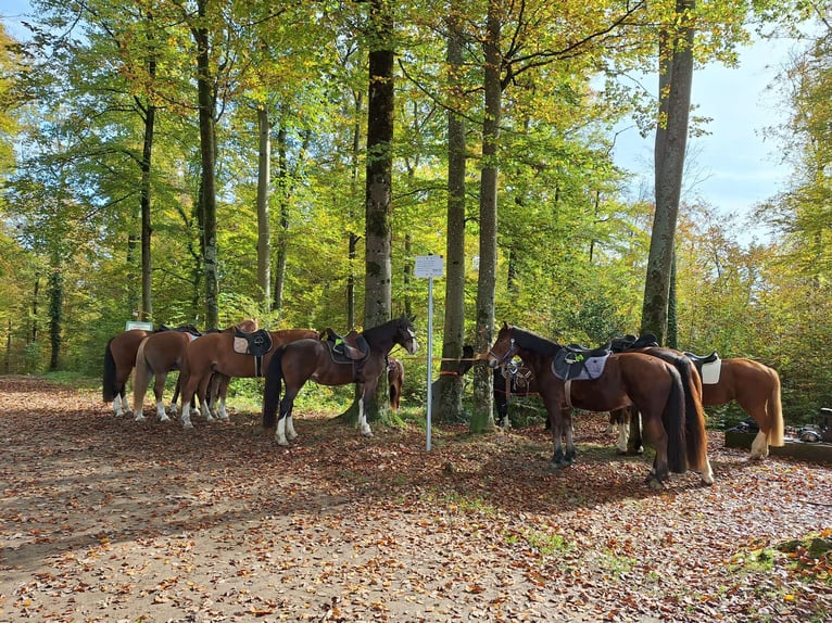 Freiberg / Franches Montagnes Castrone 4 Anni 158 cm Baio in Rümmingen