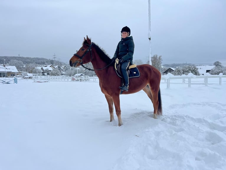 Freiberg / Franches Montagnes Castrone 4 Anni 158 cm Baio in Rümmingen