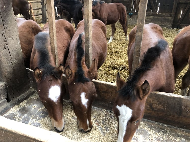 Freiberg / Franches Montagnes Castrone 4 Anni 159 cm Baio in R&#xFC;mmingen