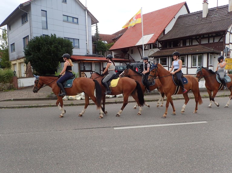 Freiberg / Franches Montagnes Castrone 4 Anni 159 cm Baio in R&#xFC;mmingen