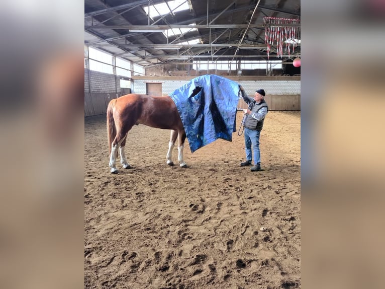 Freiberg / Franches Montagnes Castrone 4 Anni 159 cm Baio in R&#xFC;mmingen