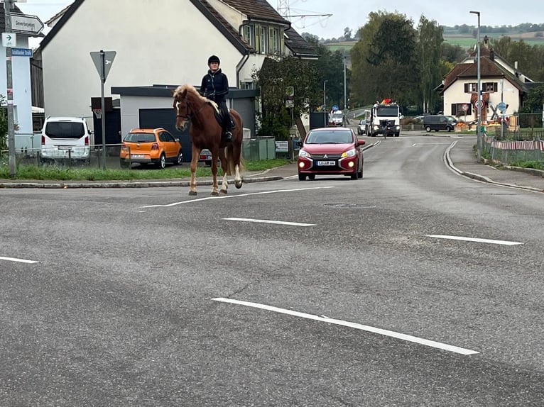 Freiberg / Franches Montagnes Castrone 4 Anni 159 cm Baio in R&#xFC;mmingen