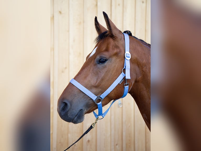 Freiberg / Franches Montagnes Castrone 4 Anni 160 cm Baio in Stehrenberg