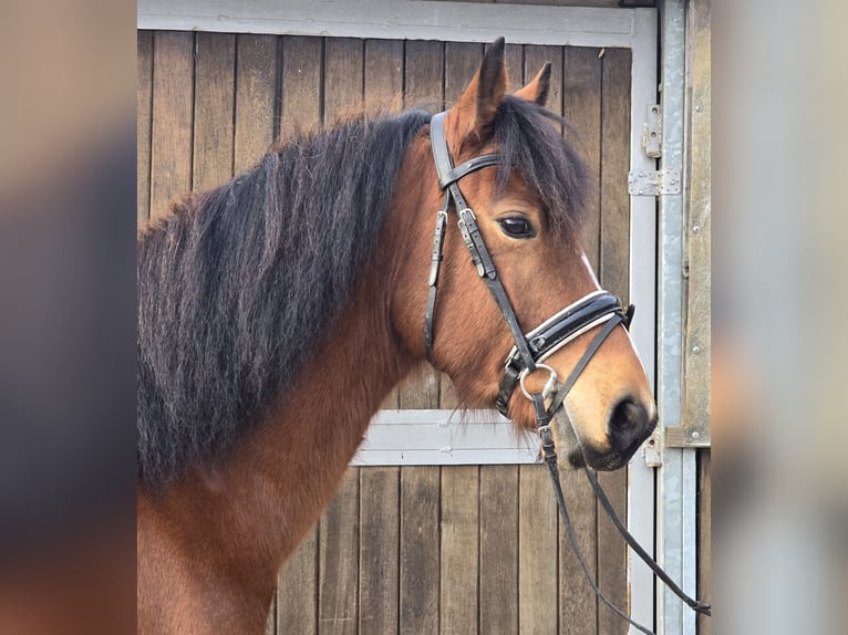 Freiberg / Franches Montagnes Castrone 5 Anni 152 cm Baio in Mülheim an der Ruhr