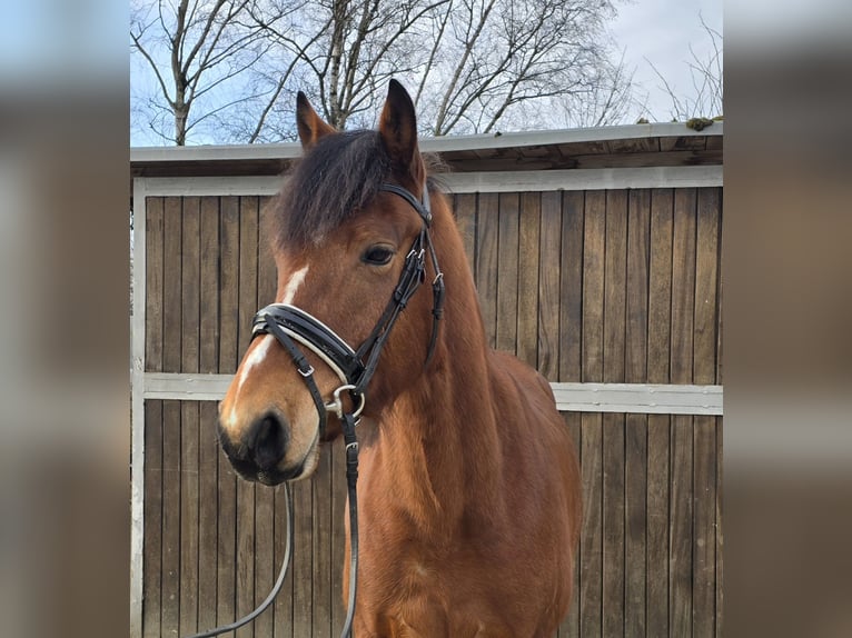 Freiberg / Franches Montagnes Castrone 5 Anni 152 cm Baio in Mülheim an der Ruhr