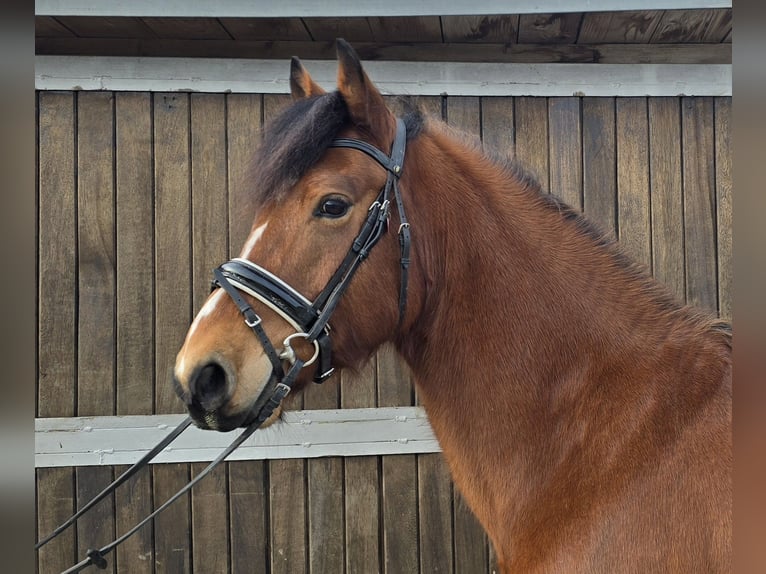 Freiberg / Franches Montagnes Castrone 5 Anni 152 cm Baio in Mülheim an der Ruhr