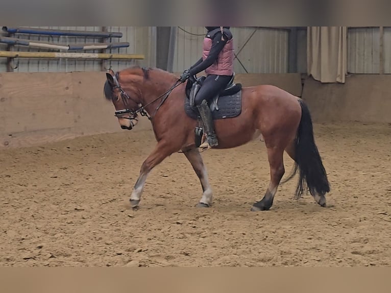 Freiberg / Franches Montagnes Castrone 5 Anni 152 cm Baio in Mülheim an der Ruhr