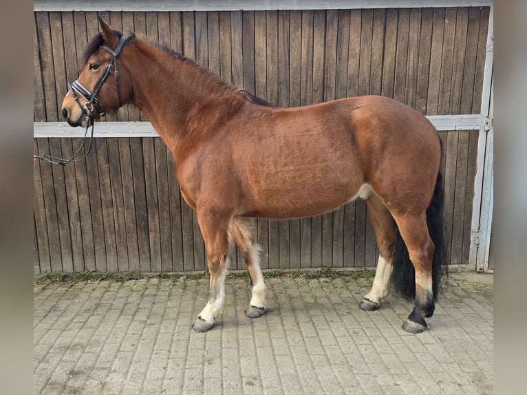 Freiberg / Franches Montagnes Castrone 5 Anni 152 cm Baio in Mülheim an der Ruhr