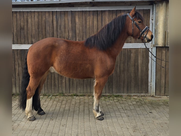 Freiberg / Franches Montagnes Castrone 5 Anni 152 cm Baio in Mülheim an der Ruhr