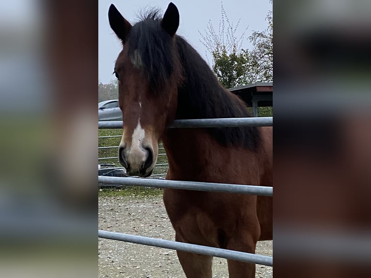 Freiberg / Franches Montagnes Castrone 5 Anni 154 cm Baio in Tübach