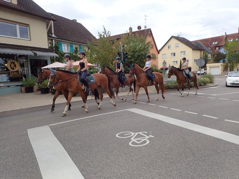 Freiberg / Franches Montagnes Castrone 5 Anni 158 cm Baio in Rümmingen