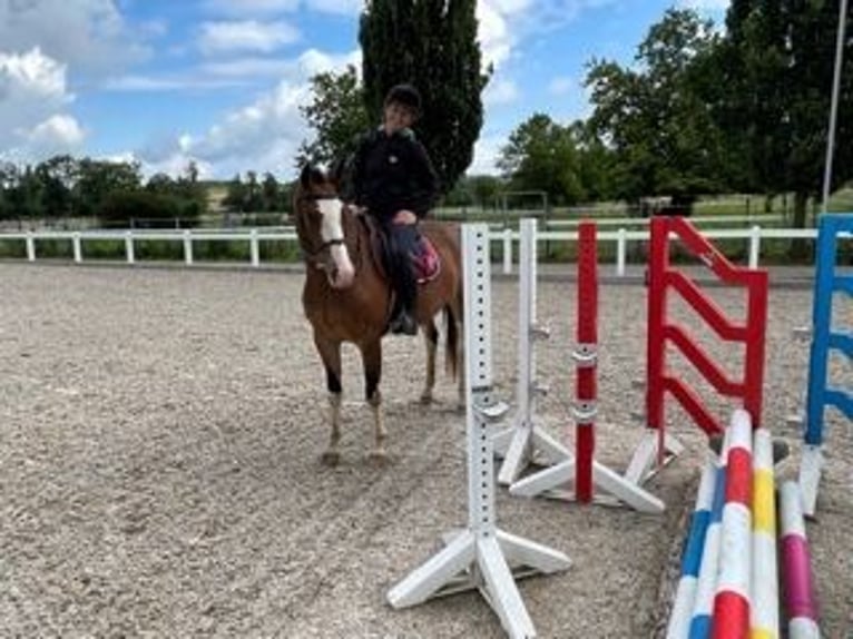 Freiberg / Franches Montagnes Castrone 5 Anni 158 cm Baio in Rümmingen