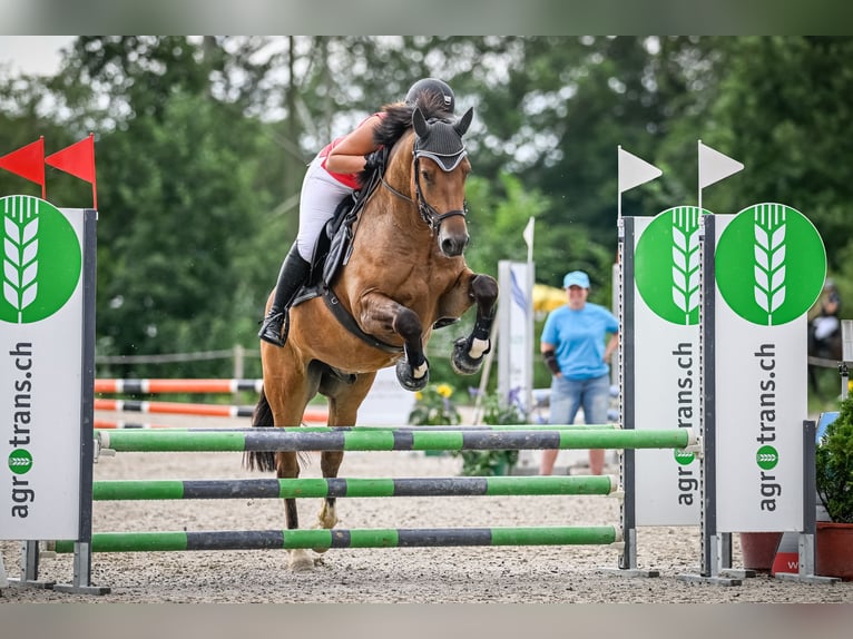 Freiberg / Franches Montagnes Castrone 5 Anni 160 cm Baio in Siebnen