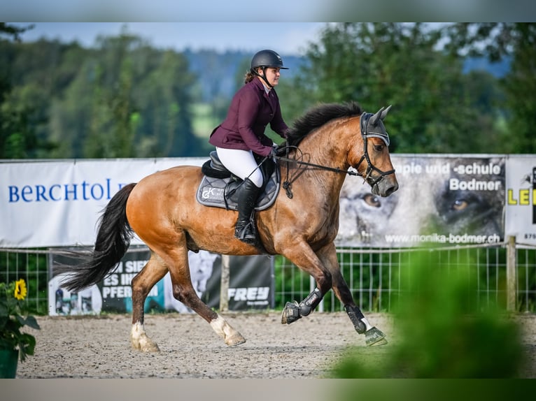 Freiberg / Franches Montagnes Castrone 5 Anni 160 cm Baio in Siebnen