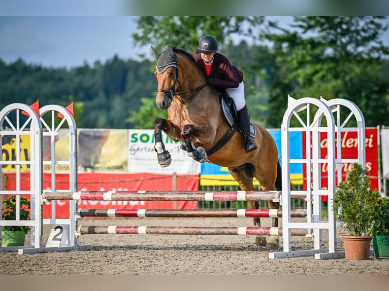 Freiberg / Franches Montagnes Castrone 5 Anni 160 cm Baio in Siebnen