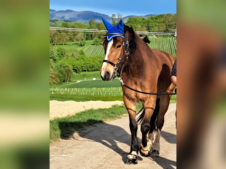 Freiberg / Franches Montagnes Castrone 5 Anni 163 cm Baio in Schliengen