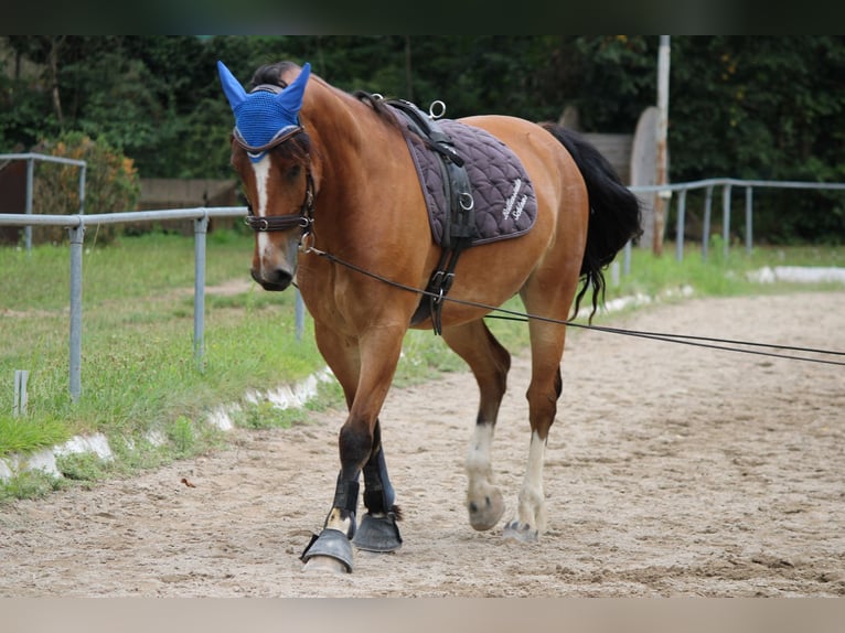 Freiberg / Franches Montagnes Castrone 5 Anni 163 cm Baio in Schliengen