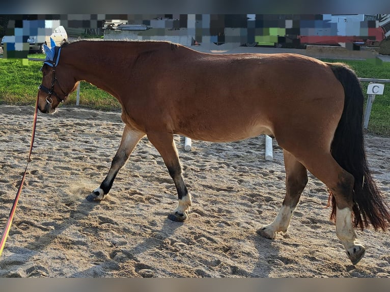 Freiberg / Franches Montagnes Castrone 5 Anni 163 cm Baio in Schliengen