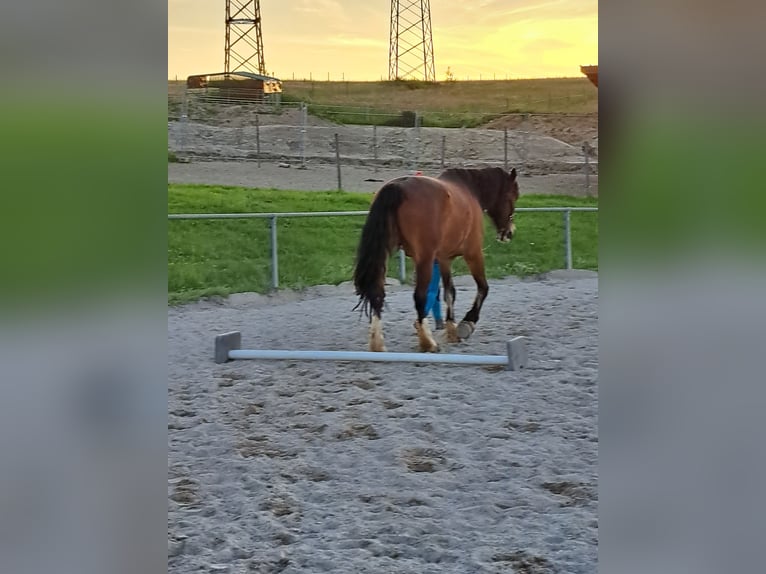 Freiberg / Franches Montagnes Castrone 5 Anni 163 cm Baio in Schliengen