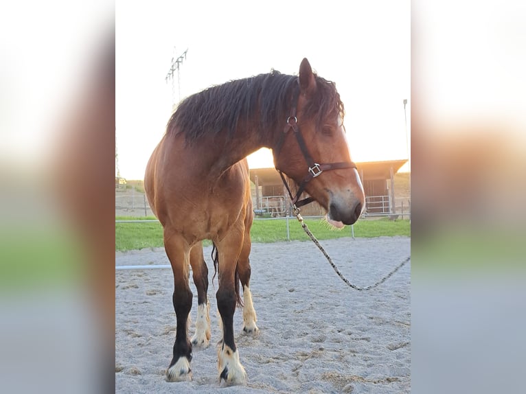 Freiberg / Franches Montagnes Castrone 5 Anni 163 cm Baio in Schliengen