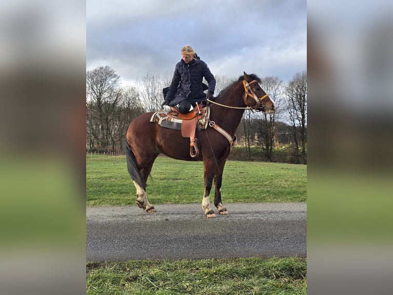 Freiberg / Franches Montagnes Castrone 6 Anni 156 cm Baio in Linkenbach