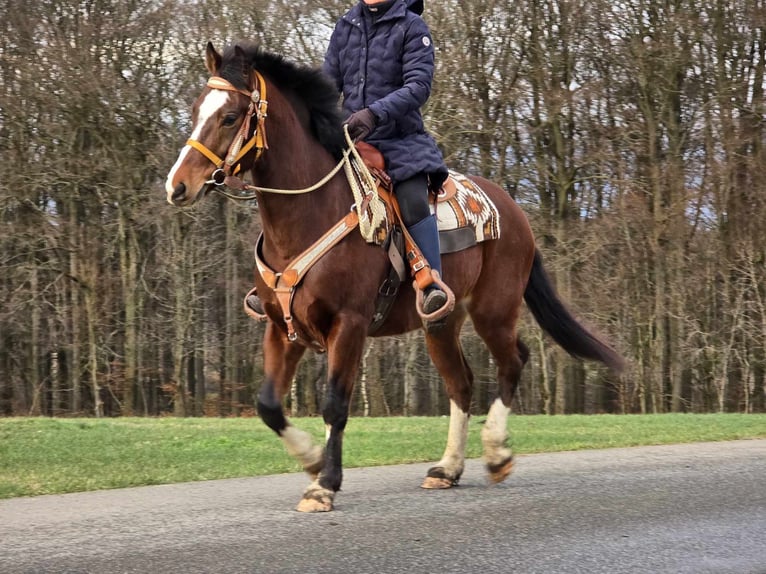 Freiberg / Franches Montagnes Castrone 6 Anni 156 cm Baio in Linkenbach