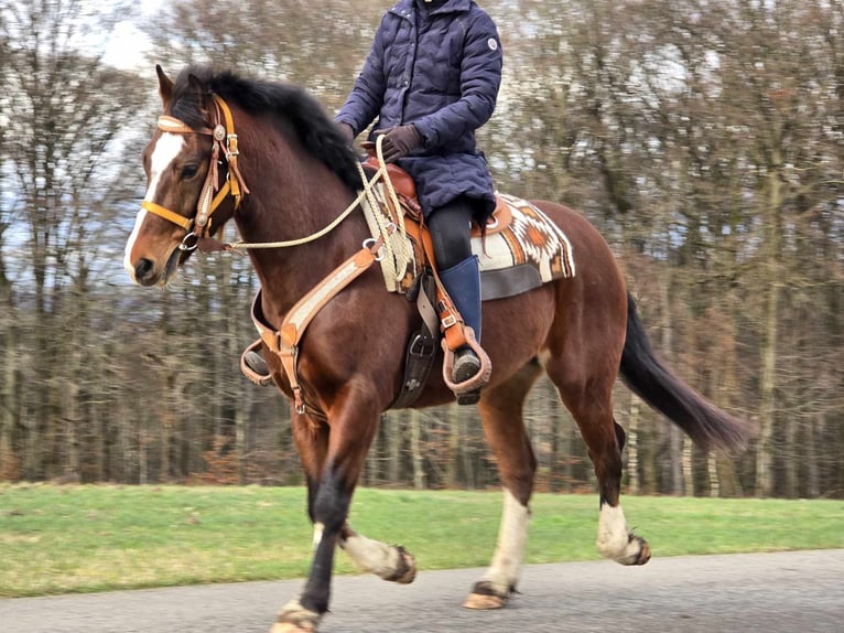 Freiberg / Franches Montagnes Castrone 6 Anni 156 cm Baio in Linkenbach