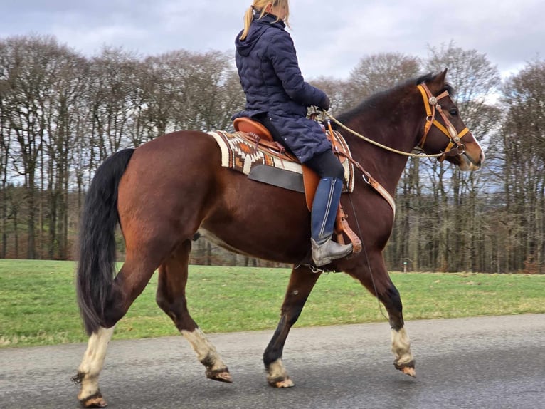 Freiberg / Franches Montagnes Castrone 6 Anni 156 cm Baio in Linkenbach