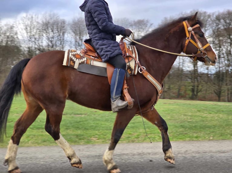 Freiberg / Franches Montagnes Castrone 6 Anni 156 cm Baio in Linkenbach