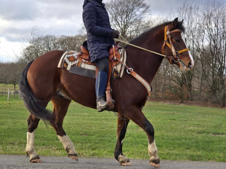 Freiberg / Franches Montagnes Castrone 6 Anni 156 cm Baio in Linkenbach