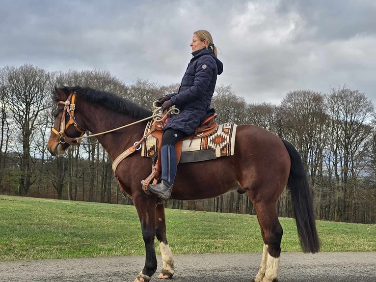 Freiberg / Franches Montagnes Castrone 6 Anni 156 cm Baio in Linkenbach