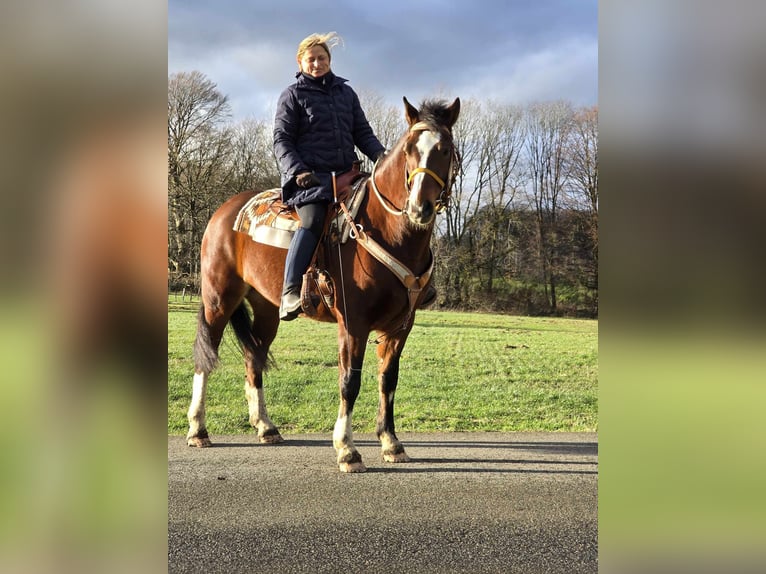 Freiberg / Franches Montagnes Castrone 6 Anni 156 cm Baio in Linkenbach