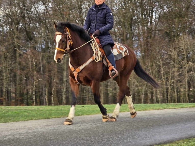 Freiberg / Franches Montagnes Castrone 6 Anni 156 cm Baio in Linkenbach