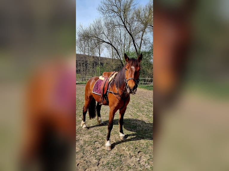 Freiberg / Franches Montagnes Castrone 6 Anni 160 cm Baio in Bonau