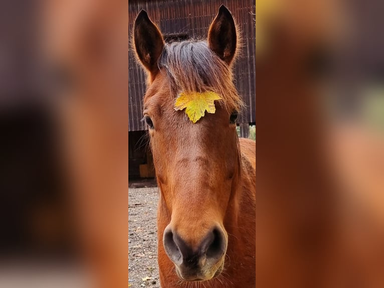 Freiberg / Franches Montagnes Castrone 6 Anni 160 cm Baio in Bonau