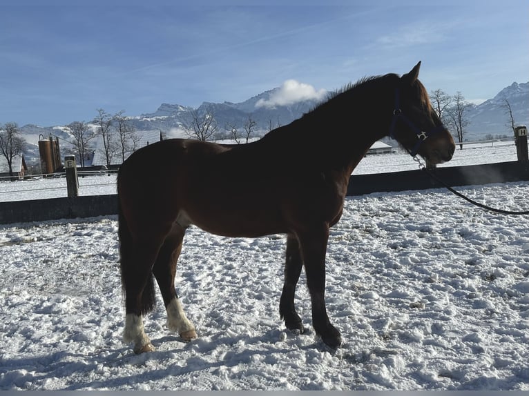 Freiberg / Franches Montagnes Castrone 6 Anni 160 cm Baio scuro in Tuggen